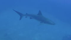 Carcharhinus galapagensis