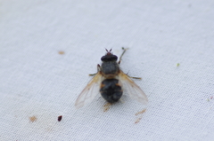Tachina lurida