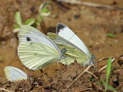 Pieris napi