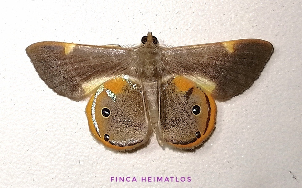 Opisthoxia haemon