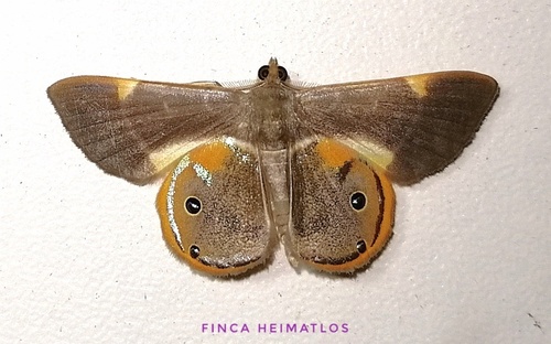 Opisthoxia haemon