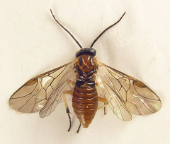 Pristiphora nigriceps