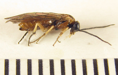 Pristiphora nigriceps