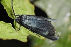 Harrisina metallica