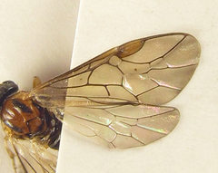 Pristiphora nigriceps