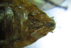 Pristiphora nigriceps