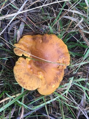 Austropaxillus