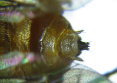 Pristiphora nigriceps