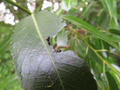 Pristiphora conjugata