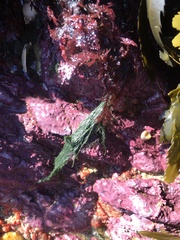 Cladophora rupestris