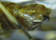 Pristiphora nigriceps