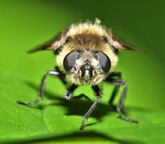 Cephenemyia phobifer
