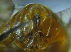 Pristiphora nigriceps