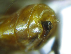 Pristiphora nigriceps