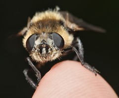 Cephenemyia phobifer