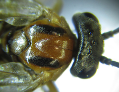 Pristiphora nigriceps