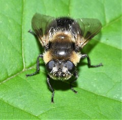 Cephenemyia phobifer