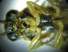 Pristiphora nigriceps