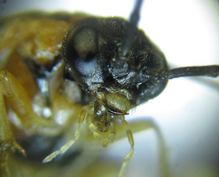 Pristiphora nigriceps