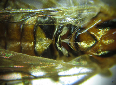 Pristiphora nigriceps