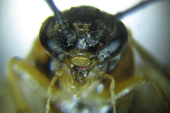 Pristiphora nigriceps