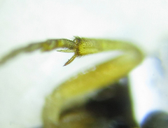 Pristiphora nigriceps