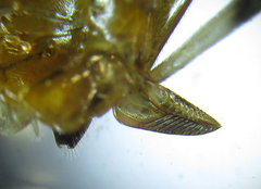 Pristiphora nigriceps