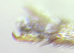 Pristiphora nigriceps