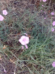 Convolvulus dorycnium