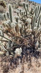 Cylindropuntia ganderi