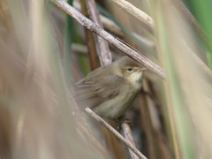 Acrocephalus scirpaceus