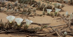 Convolvulus secundus