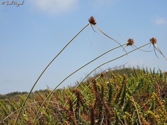 Cyperus sharonensis
