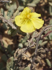 Helianthemum stipulatum