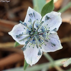Nigella arvensis