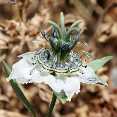 Nigella arvensis