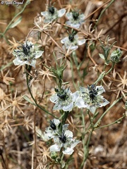 Nigella arvensis