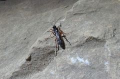 Obtusodonta equitatoria