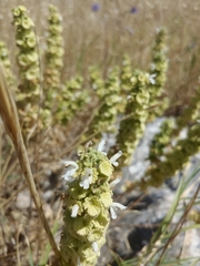 Pseudodictamnus undulatus