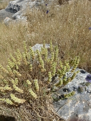 Pseudodictamnus undulatus