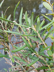 Andromeda polifolia glaucophylla