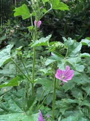 Malva sylvestris