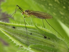 Nephrotoma flavescens