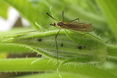 Nephrotoma flavescens