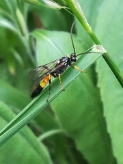 Ichneumon bucculentus