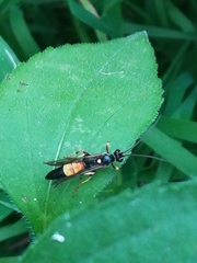 Ichneumon bucculentus
