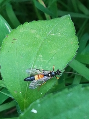 Ichneumon bucculentus
