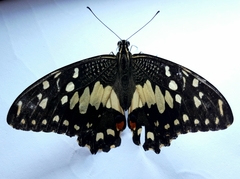 Papilio demoleus