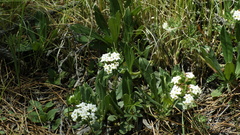 Lithospermum distichum