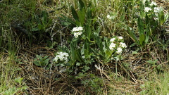Lithospermum distichum